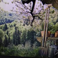 Scenic forest view with trees and greenery in a lush outdoor setting, illustrating Canadian natural landscapes in Orca Realty Inc. property listings.