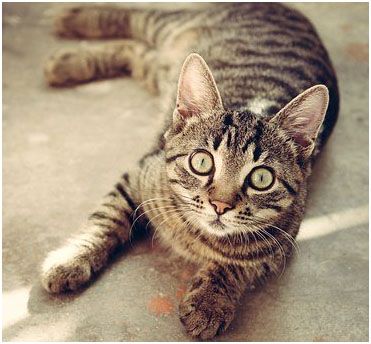 A cute tabby cat lying on the floor, showcasing a cozy and inviting home environment.