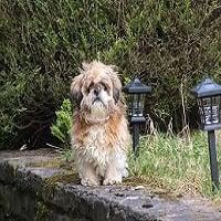 Dog sitting on a stone pathway with lush greenery and outdoor lanterns in a peaceful residential outdoor setting.