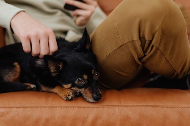 pet on couch