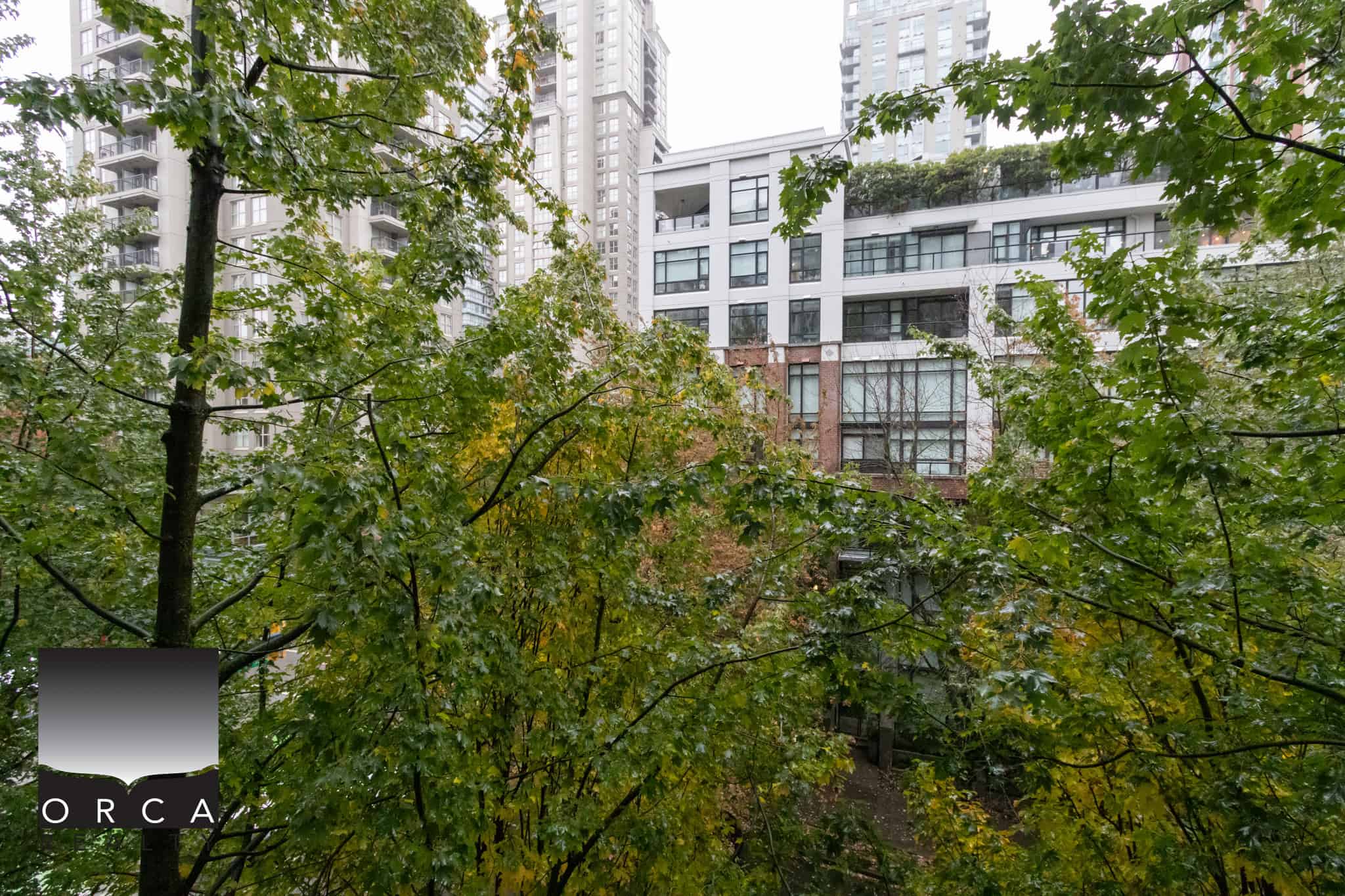 Vibrant green city trees in front of modern condo buildings in downtown Vancouver, British Columbia, showcasing urban living and natural scenery in one vibrant picture.