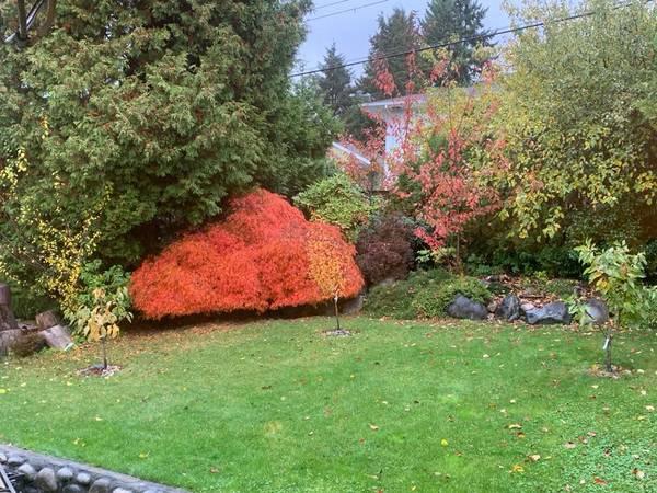 Vibrant autumn garden with colorful trees, manicured lawn, and landscaped rocks, showcasing expert landscaping services by Orca Realty Inc. in Victoria BC.