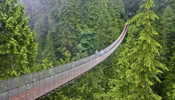 Suspension bridge over lush green forest, showcasing outdoor adventure and scenic natural beauty in British Columbia, Canada.