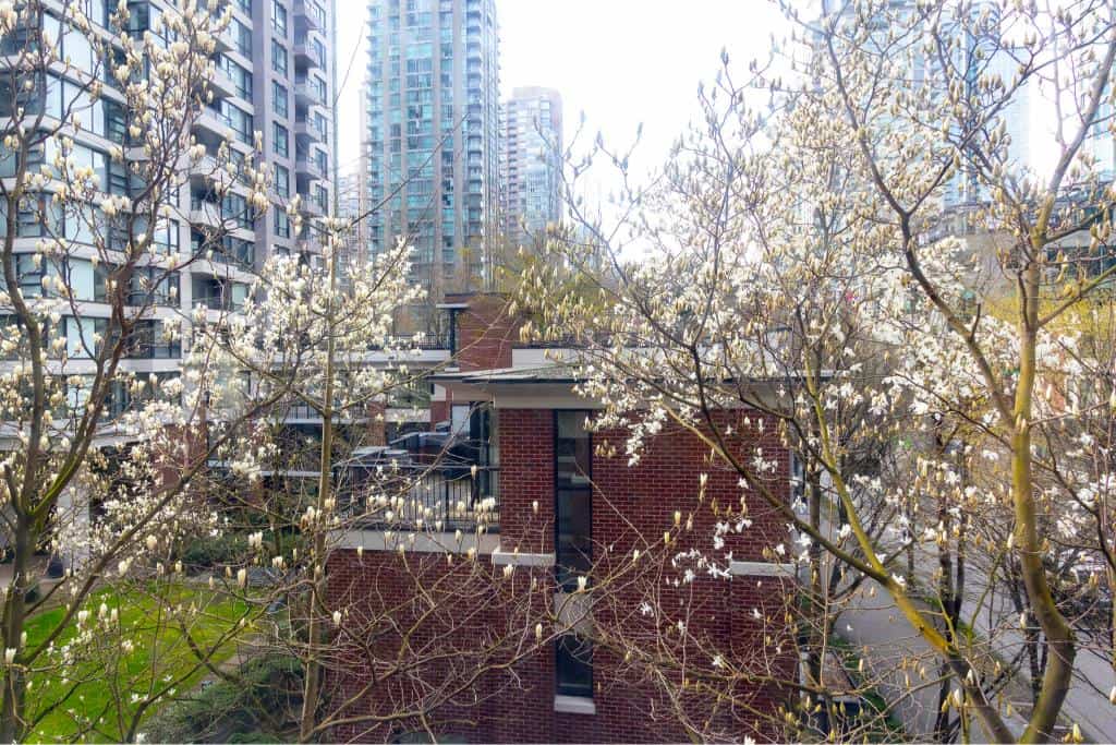 Vibrant spring blossoms on city trees with modern high-rise buildings in the background, showcasing urban living and natural beauty in Vancouver, BC.