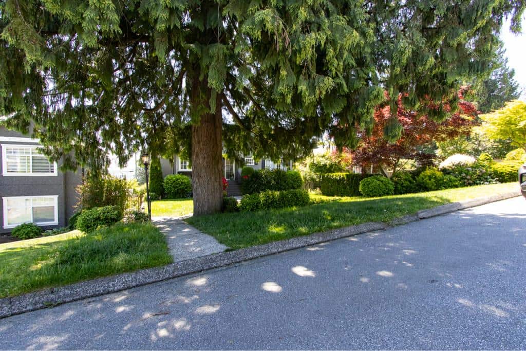 Large evergreen tree with lush foliage and surrounding well-maintained garden on residential street in Vancouver.