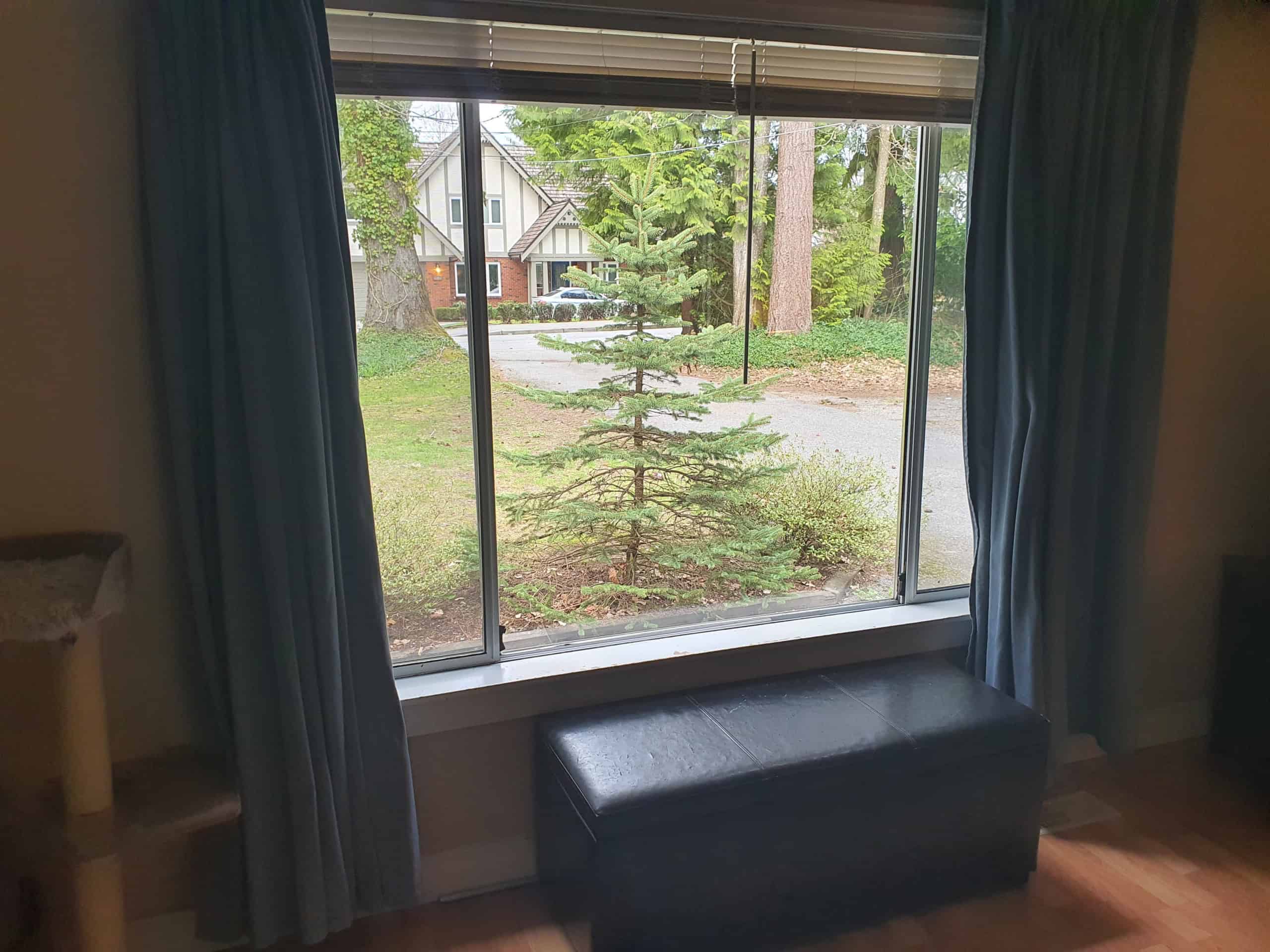 Lush outdoor greenery seen through a large window in a cozy home interior, highlighting nature views and serene residential setting.