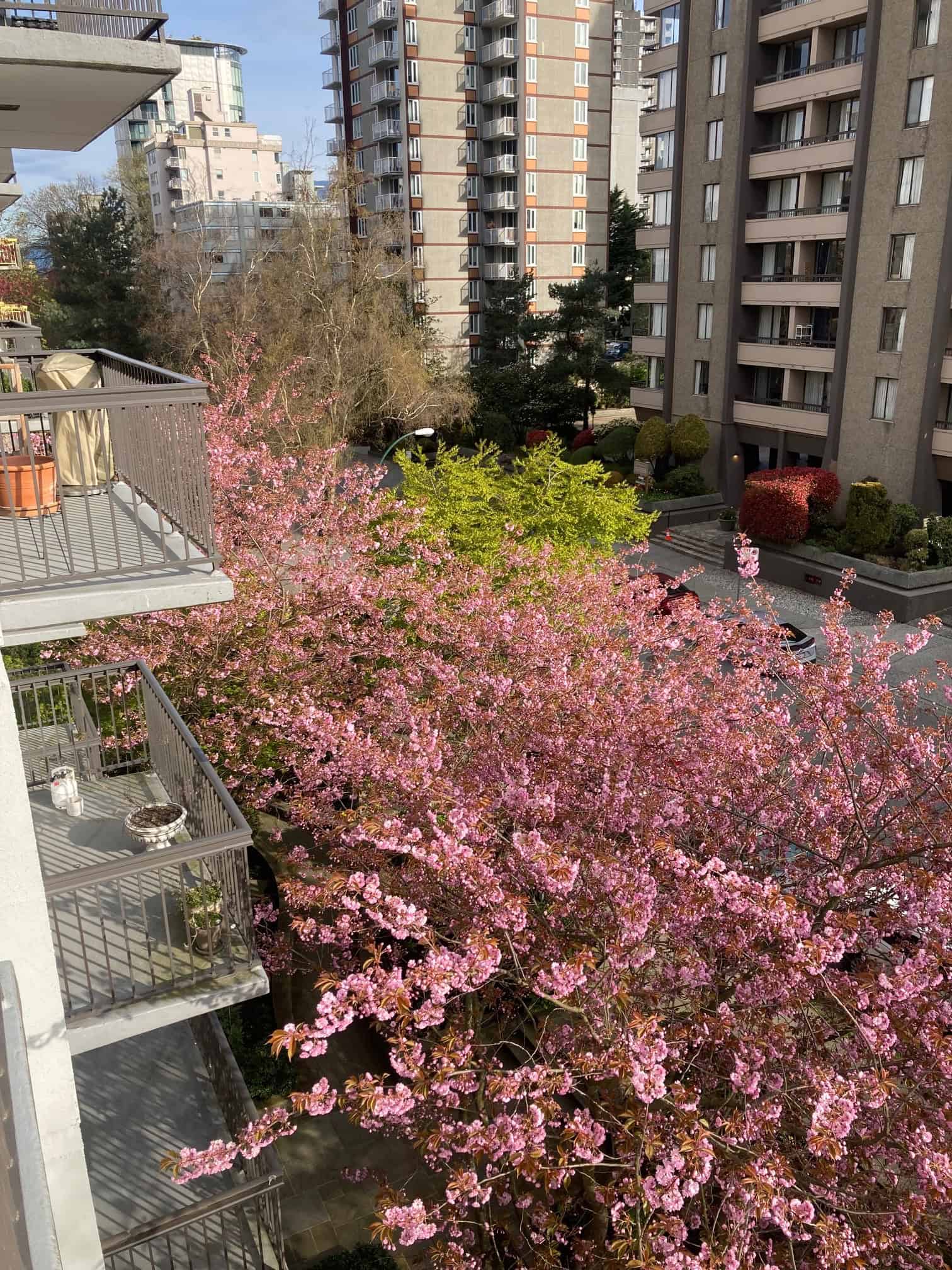 Vibrant pink cherry blossoms blooming in an urban residential area with high-rise condominiums, showcasing Vancouver scenery and peaceful outdoor living spaces; perfect for real estate listings.