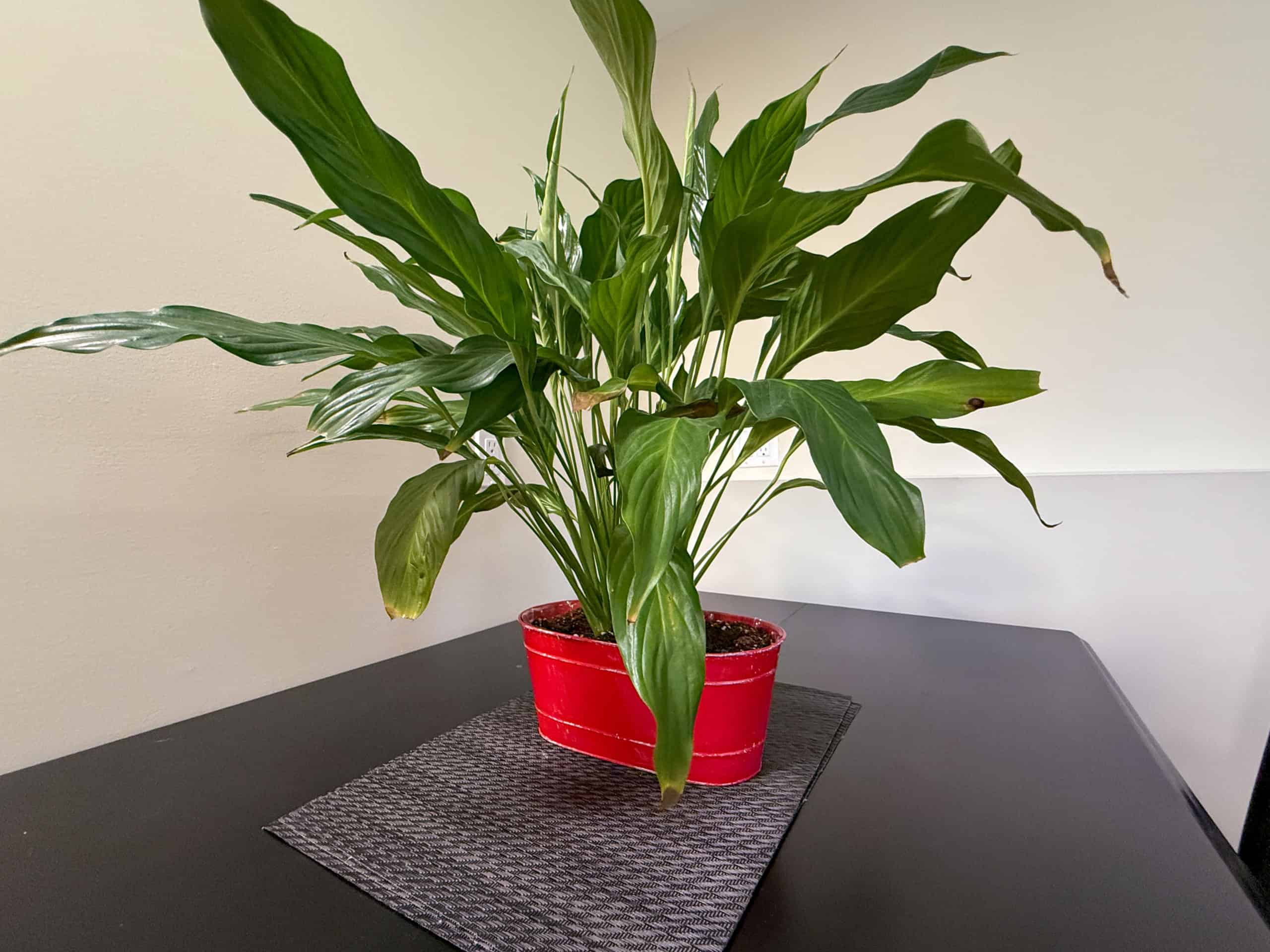 Bright green houseplant in red pot on a black table.