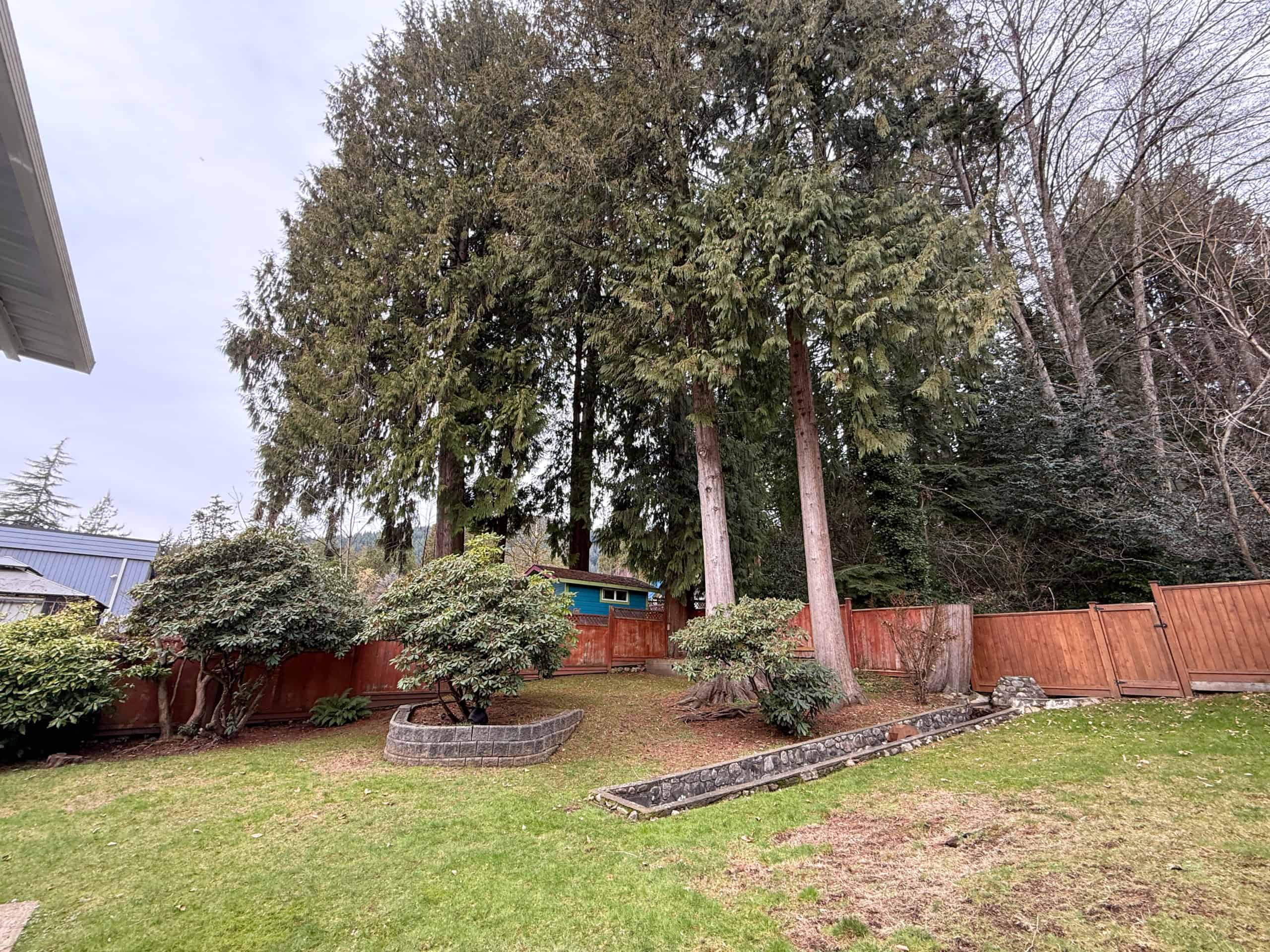 Large backyard in North Vancouver featuring mature trees, landscaped garden beds, and a wooden fence, ideal for outdoor living and family activities.