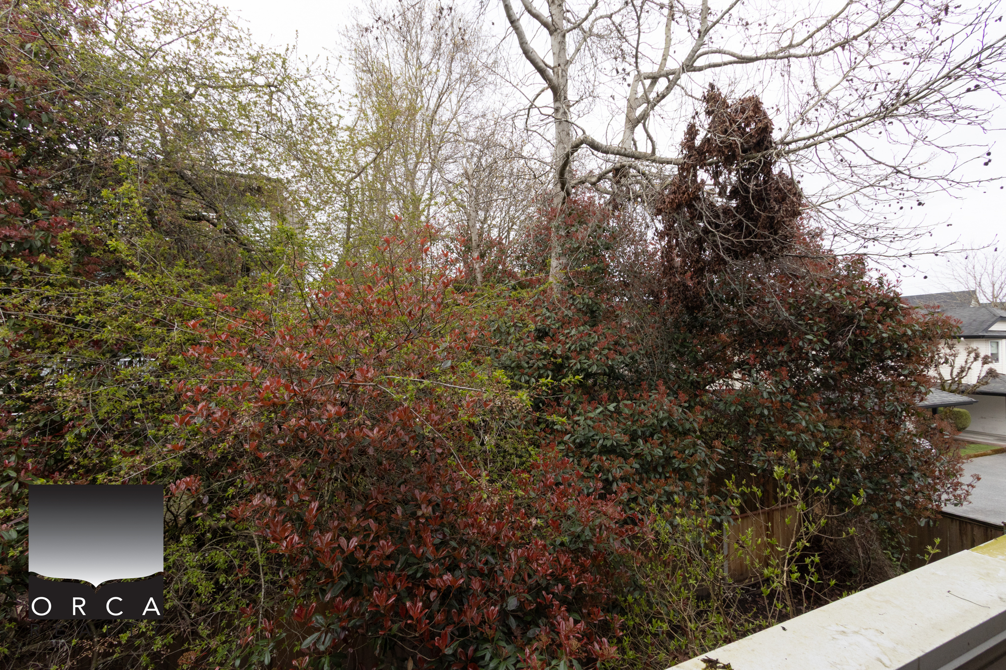 Bright outdoor garden with lush trees and shrubs in a residential backyard.